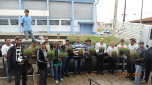 Araucária, plante seu futuro.