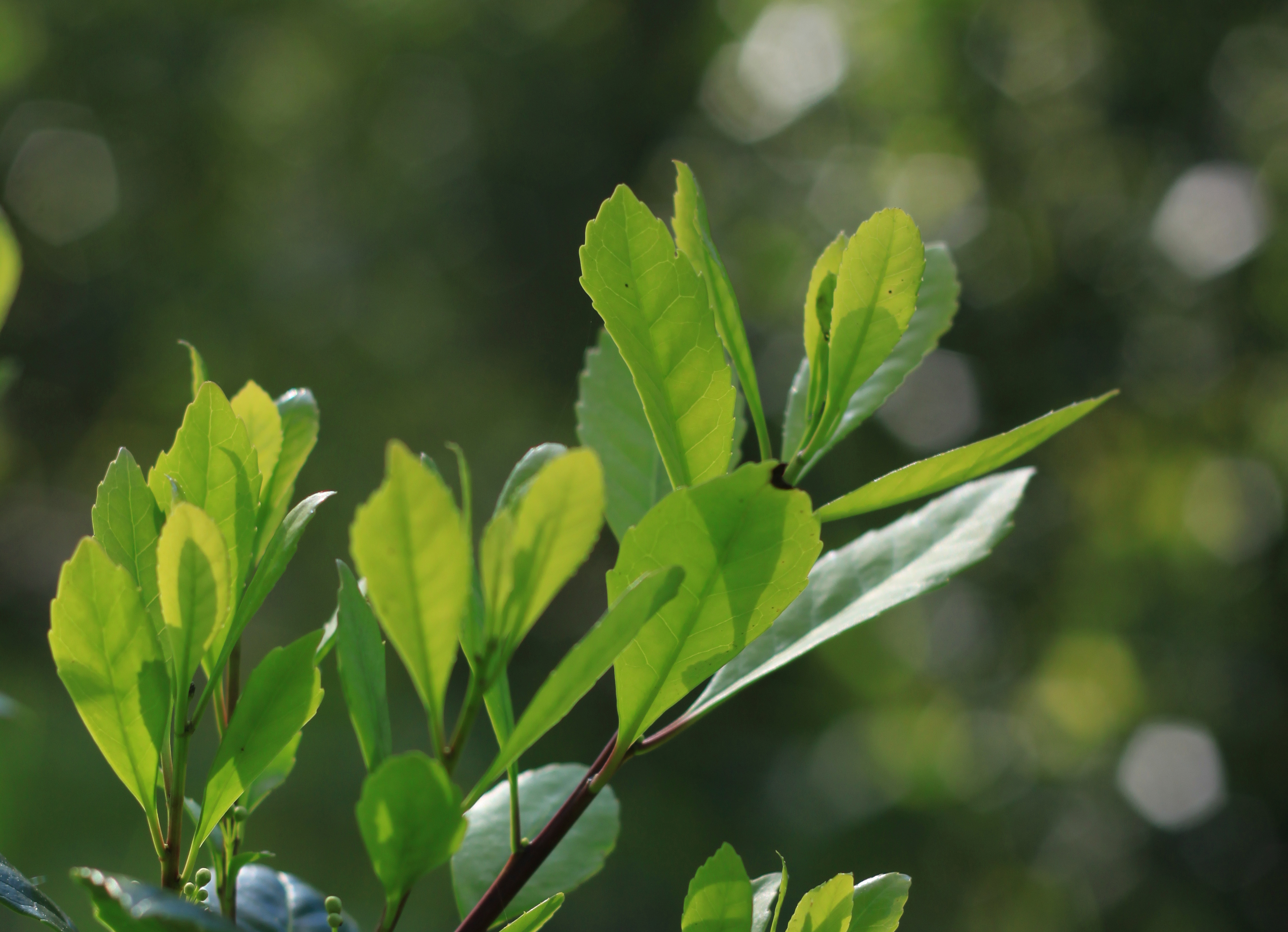 Politica Nacional de Erva-Mate vem para incentivar a produção sustentável da planta no país