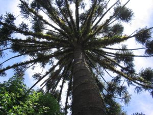 II Etapa do Projeto “Araucária – Plante seu Futuro” é lançado em Cruz Machado