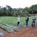 Agricultores de Cruz Machado iniciam colheita do morango