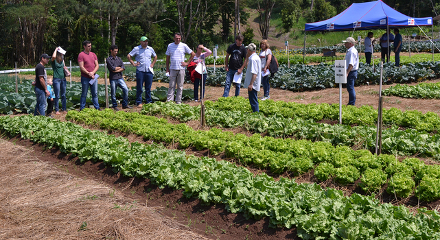 Cruz Machado realiza Mostra de Tecnologias Adaptadas na Horticultura