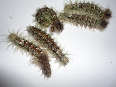 Com a elevação das temperaturas, acidentes com taturanas e cobras aumentam e cuidado deve ser redobrado